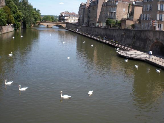 Cygnes dans la Moselle, Metz, France